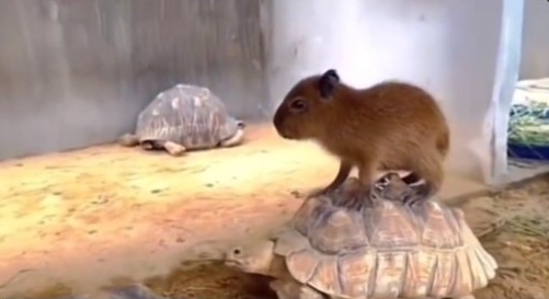 Baby capybara riding a tortoise