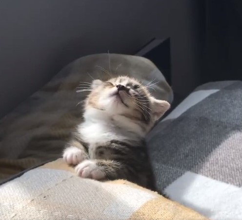 kitten is pretty exhausting