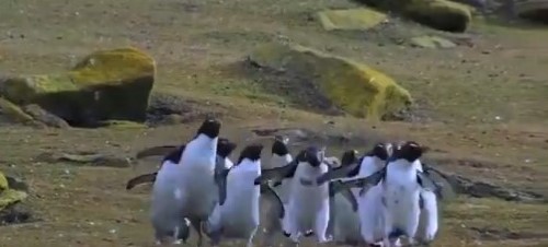 Pingüinos persiguiendo una mariposa