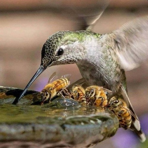 Colibrí comparte una fuente de agua