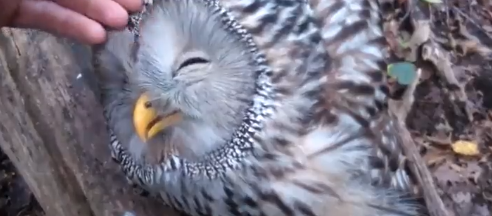 Happy owl