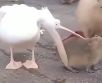 Pelican trying to eat a capybara