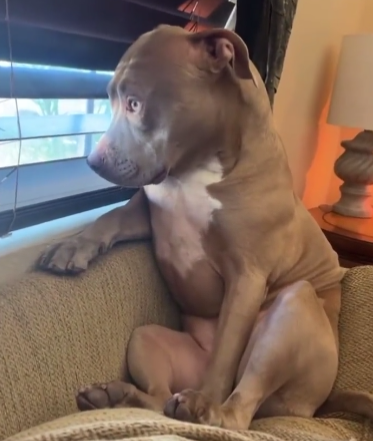 These Dogs done started acting like humans