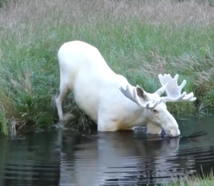 Extraordinary white moose