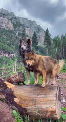 Gorgeous pair of wolves