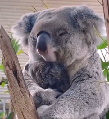 Mommy koala hugging her baby