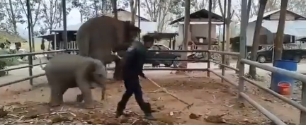 Baby elephant wants to play