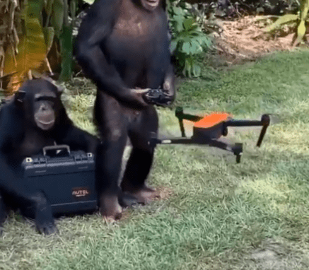 Even monkeys can fly a drone