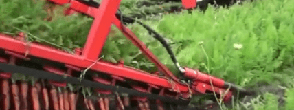 Harvesting Carrots