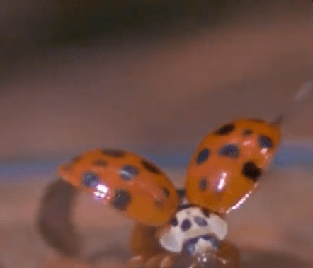 Ladybug taking off