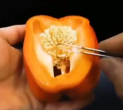 Growing the bell pepper