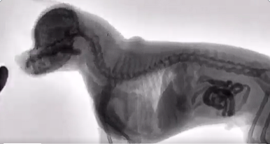 View of a dog eating under an x-ray