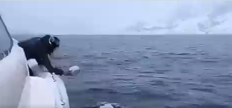 A Beluga whale plays a game of fetch near the north pole