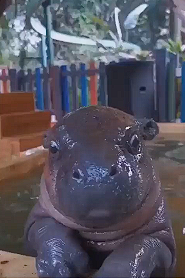 Baby hippos learning to swim