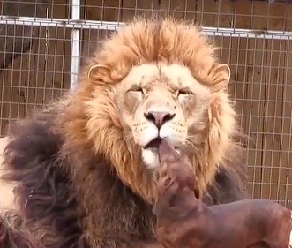 Lion and dachshund have a very strange relationship