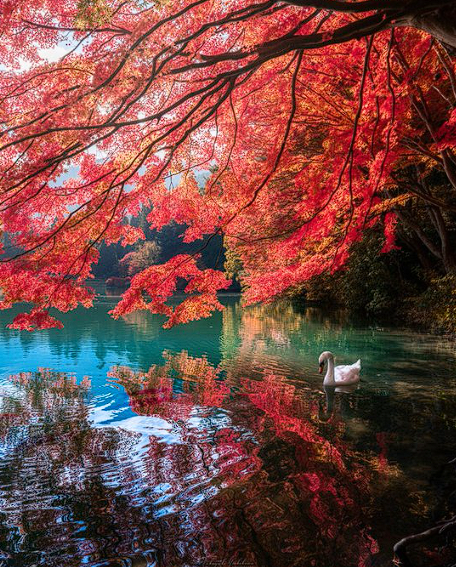 白鳥の湖