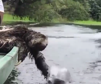 A sloth enjoying the ride