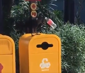 A crow recycling a plastic bottle