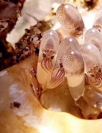 Baby octopuses still in their eggs