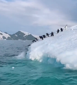 Chinstrap penguins clumsily dive off a glacier into the water