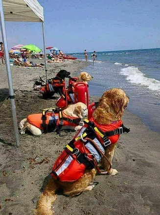 Lifeguards working in Croatia