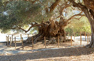 The world's oldest olive tree