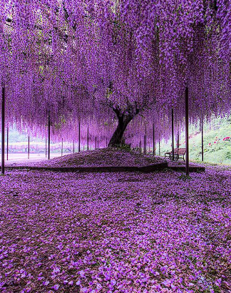 150 year old wisteria tree in Japan