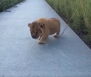 A baby lion shows off his roar