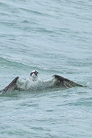 An osprey emerges from the ocean