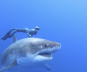 The largest great white shark