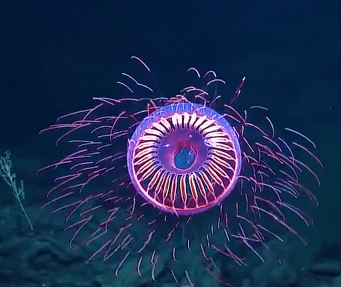 The stunning colors of the Halitrephes Maasi