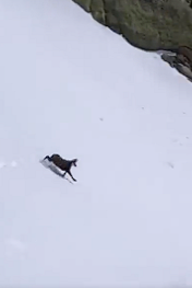 Incredible speed of mountain goat