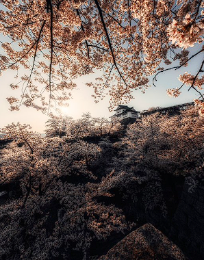 日本一の桜城