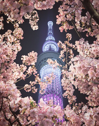 満開の春を待つ東京スカイツリー