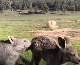 A baby wombat and baby kangaroo