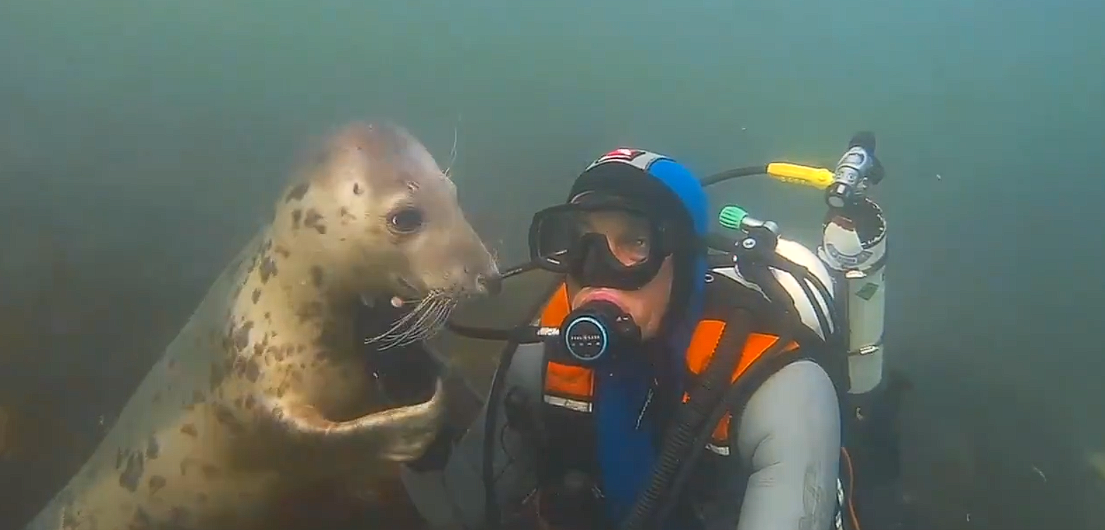 Extremely friendly seal