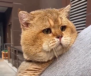 Garfield in real life