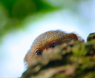 Marmoset Monkey