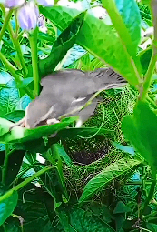 Sewing leaves together to protect the nest