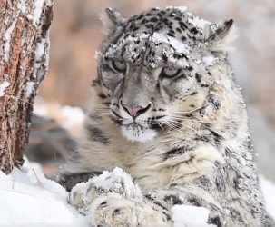 Snow leopard near Karakoram