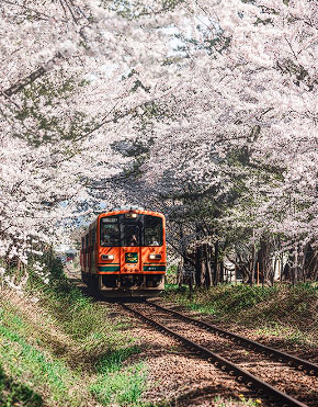 死ぬまでに一度は見たい青森にある桜のトンネルが美しい