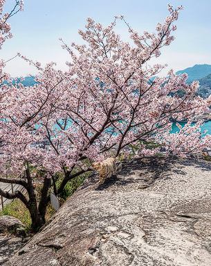 瀬戸内海と桜と猫