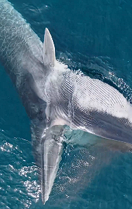 Una ballena se come a todo un banco de peces